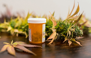 Une grappe de recherche sur le cannabis est créée à Fredericton